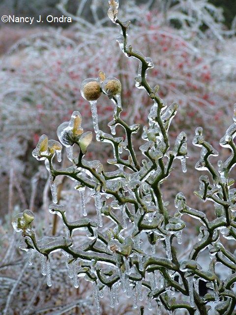 Poncirus trifoliata Flying Dragon on ice Dec 16 07