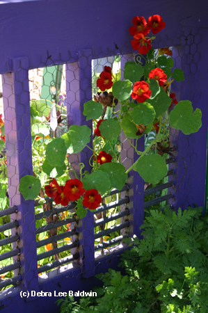 Purple gate