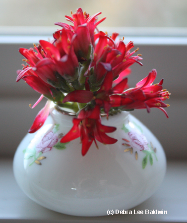 Red falcata flowers