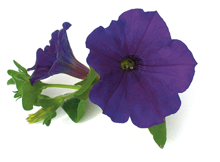 SUPERTUNIARoyalVelvet resized