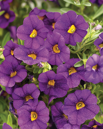 Superbells Plum resized