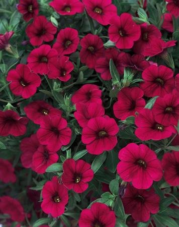 Superbells red resized