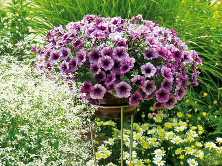 Supertunia Bordeaux resized