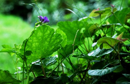 solo blue flower on leaf-summer-Chanticleer-62906-resized