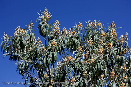 Buddleja megalocephala_9822