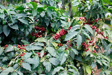 Coffea arabica_0021