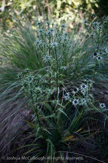 Eryngium strotheri_9803