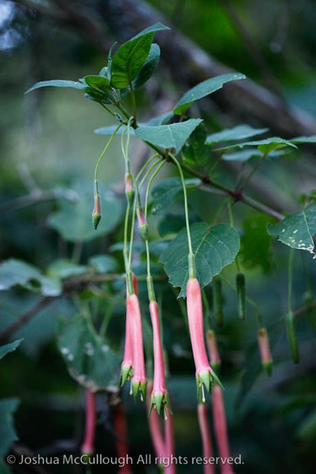 Fuchsia splendens_9621