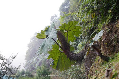 Gunnera mexicana_9576