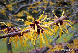 IMG_0913 Hamamelis mollis