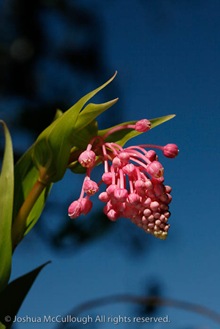 Maianthemum amoenum_9735