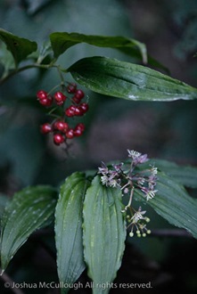Maianthemum flexuosum_9616