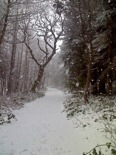 forest-walk-3-jan-2010-12