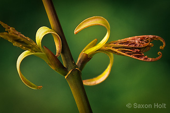 holt_495-8629.tif Sambucus leaf unfolding spring