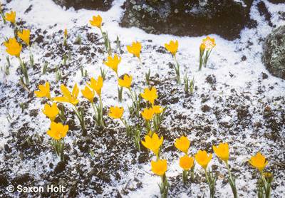 holt_580-400.tif crocus in snow