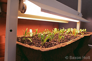 650-284 seedling sprouting under grow light