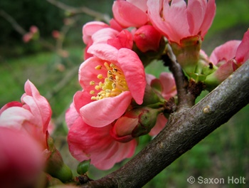 holt_903(720)_0003 Flowering quince spring