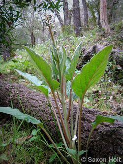 holt_903(720)_0021 Cynoglossum grande