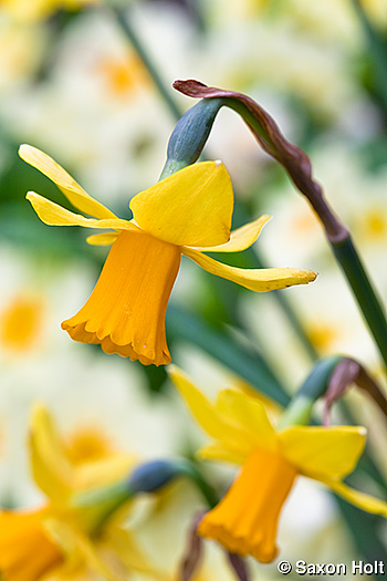 Yellow Daffodil 'February Gold' Narcissus in spring garden
