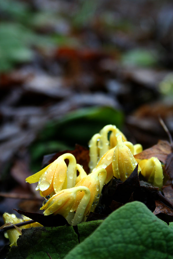 63-eranthis_macrox600