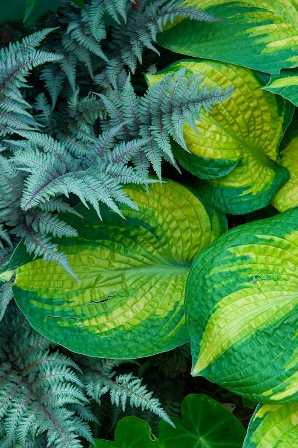 Rob Cardillo-fern and variegated hosta-Picture This-April 2010