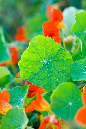 Rob Cardillo-orange nasturtiums-Picture This-April 2010
