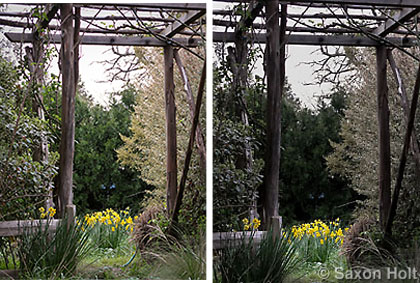 silent_daffodil_1+2