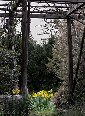silent_daffodils