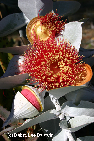 Eucalyptus