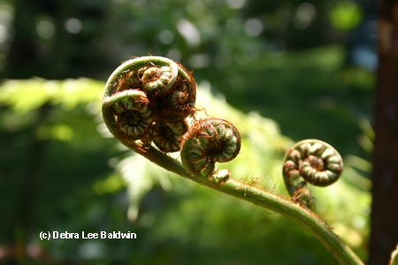 Fern