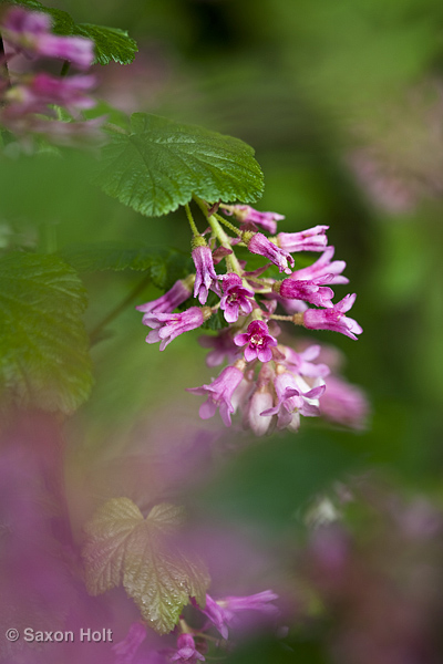 holt_903_2181.CR2 Ribes sanguineum