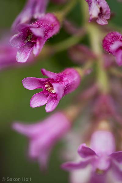 holt_903_2220.CR2 Ribes sanguineum macro flower