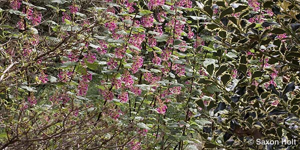 holt_903_2253.CR2 Ribes sanguineum,shrub border tapestry