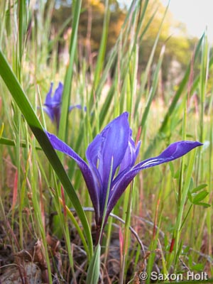 holt_903_2318 California native wildflower - Iris macrosiphon
