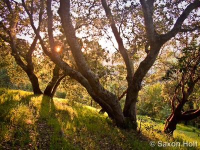 holt_903_2324.CR2 moody sunset through oak trees