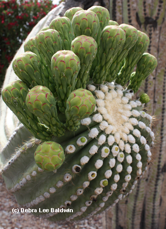 4 Saguaro arm, detail