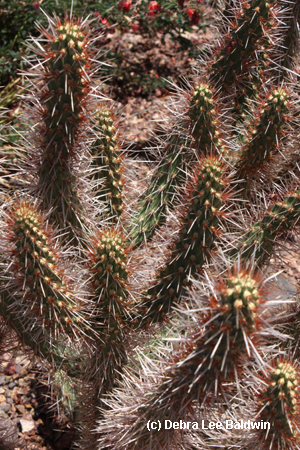 Cholla, red spined