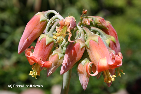 Cotyledon bloom