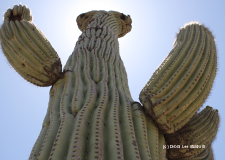 Crested-saguaro-from-below.jpg