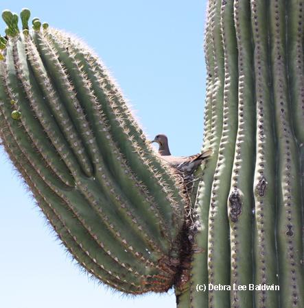 Dove in saguaro