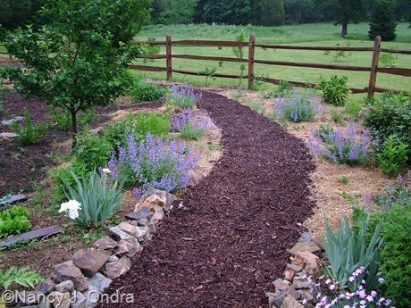 Orchard path late May 07