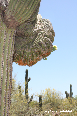 Saguaro crest