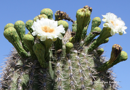 Saguaro flowers