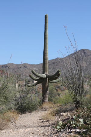 Saguaro in habitat