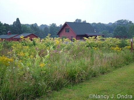 Upper meadow 3 Aug 16 07