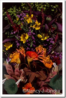 Bloom Scan Rich Colors June 29 2010
