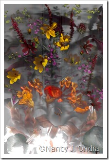 Bloom Scan Rich Colors Not Pressed June 29 1020