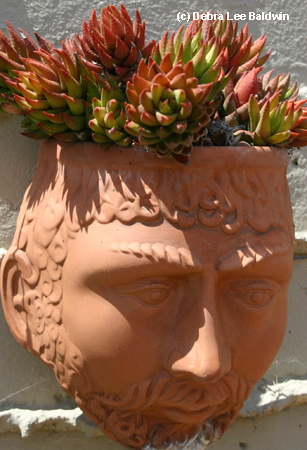 Aloe nobilis, head pot