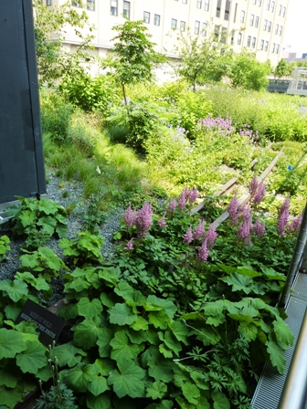 Astilbe chinensis on railroad tracks-High Line-resized