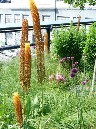 Eremerus, Astilbe and Alliums-resized-High Line